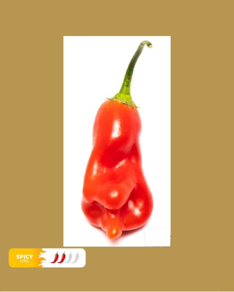 Aji Flor Morado شتلة فلفل