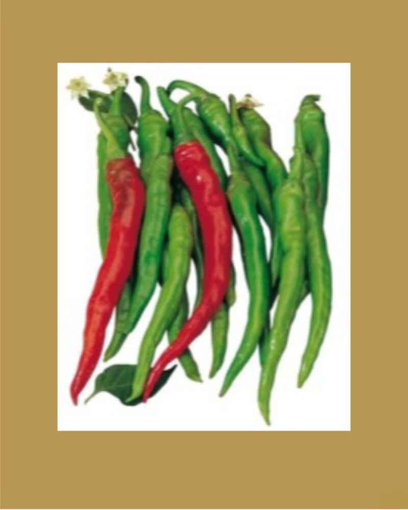 Shanti indrakshi بذور فلفل حار 🌶️🌶️🌶️