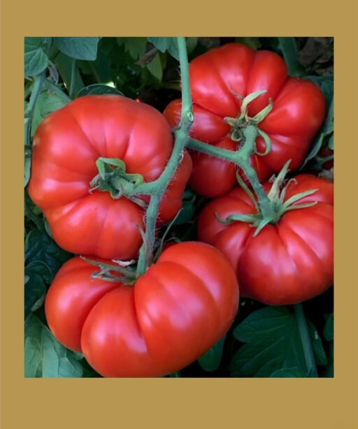 Marmande بذور طماط