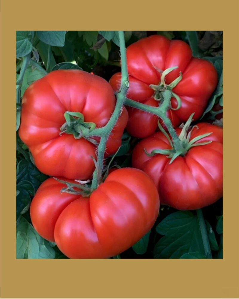 Marmande بذور طماط