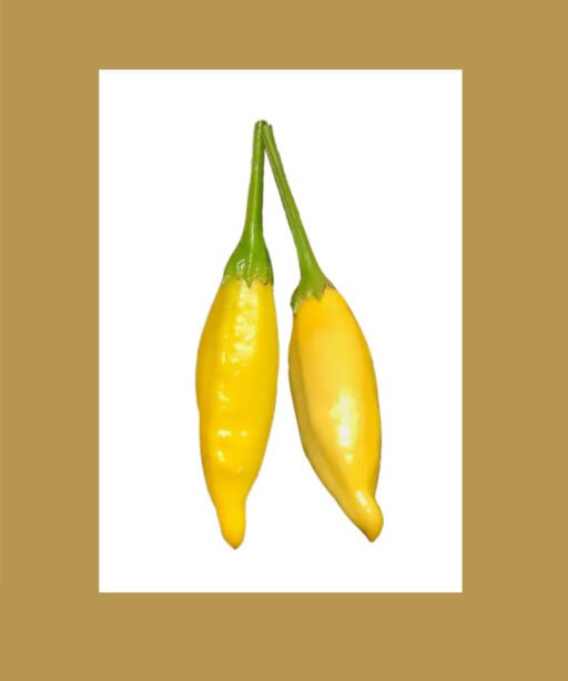 Aji limo بذور فلفل حار 🌶️🌶️🌶️