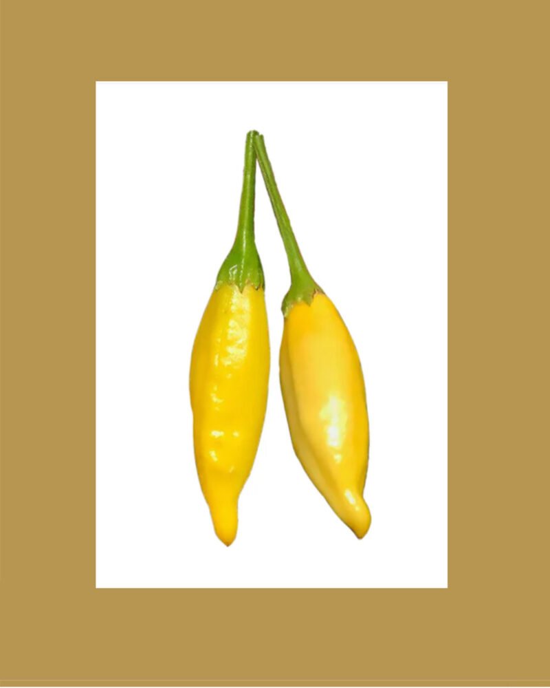 Aji limo بذور فلفل حار 🌶️🌶️🌶️