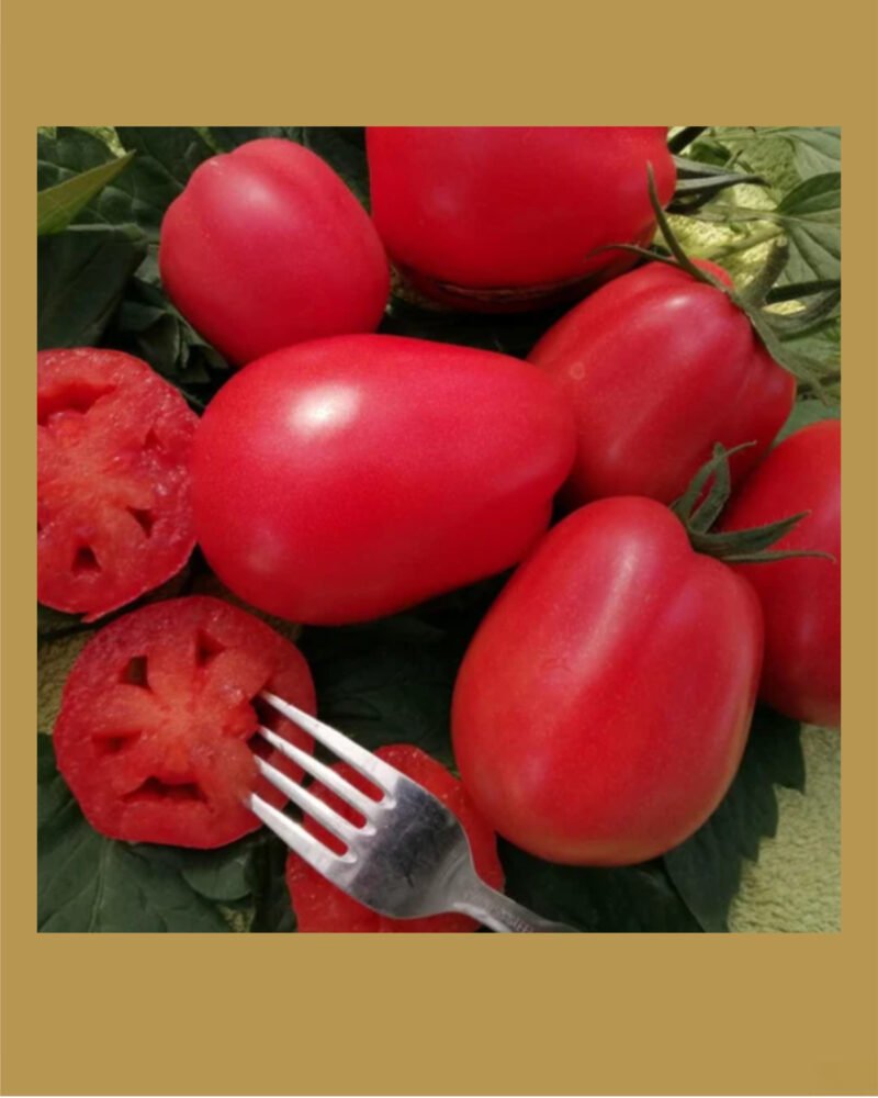 Sharper Pink بذور طماط