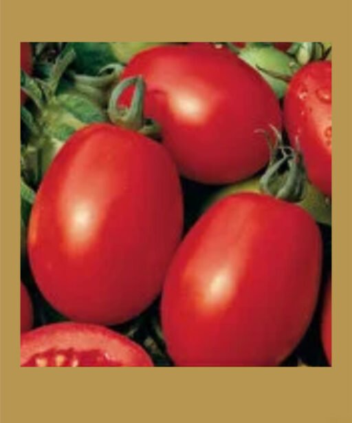 italian tarla بذور طماط