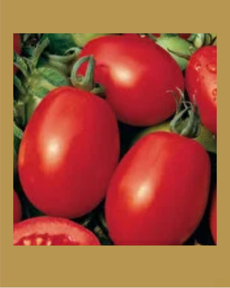 italian tarla بذور طماط