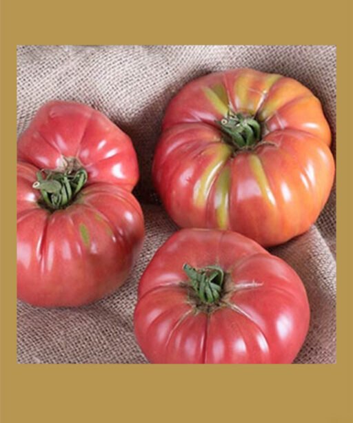 Chefs choice pink بذور طماط