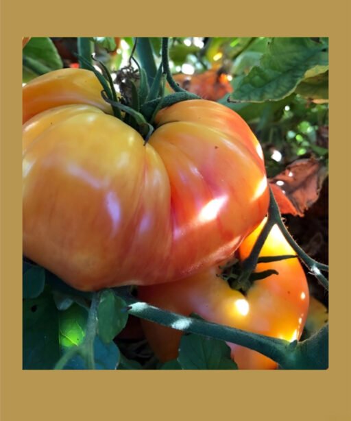 Chef’s Choice Striped Hybrid بذور طماط