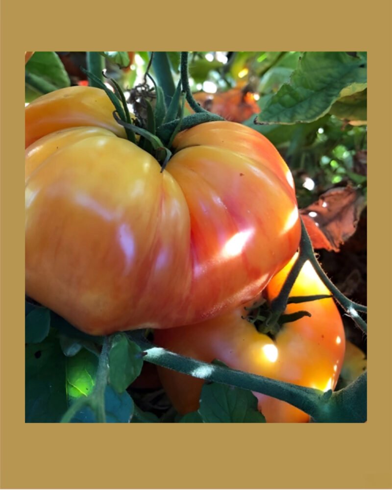Chef’s Choice Striped Hybrid بذور طماط