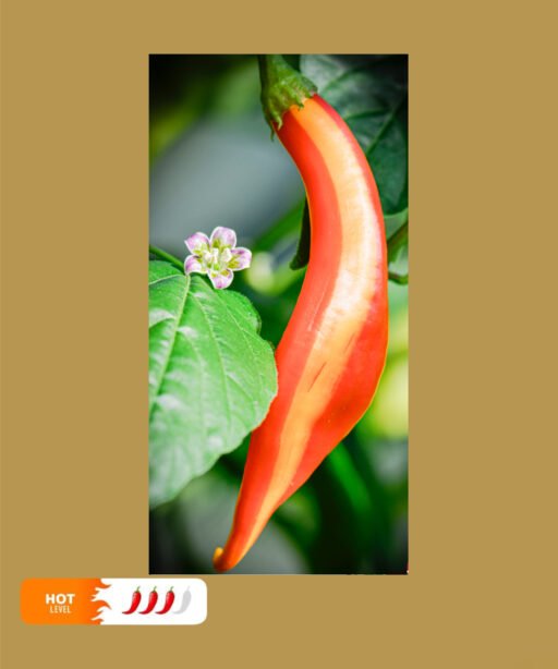 Flor Morado Stripey F4 شتلة فلفل