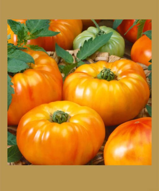 chefs choice bicolor hydbrid بذور طماط