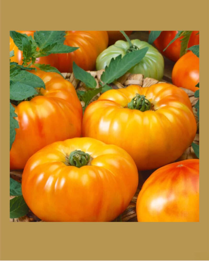 chefs choice bicolor hydbrid بذور طماط