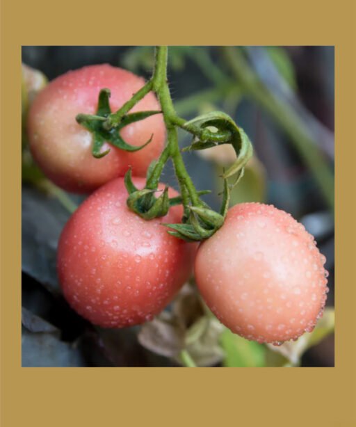 Pink Thai Egg بذور طماط
