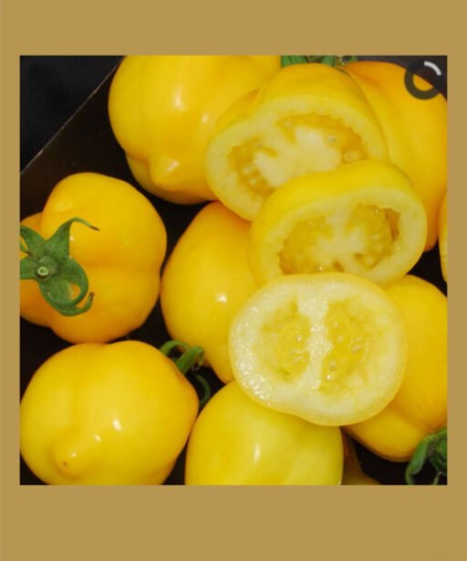 Lemon Tree بذور طماط