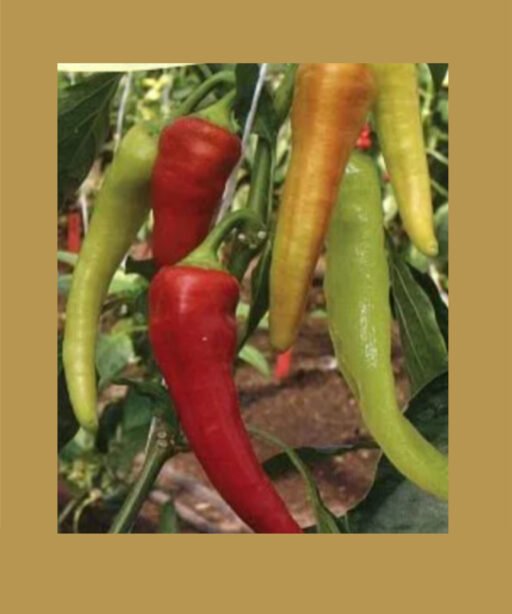 spagnola بذور فلفل حار 🌶️🌶️🌶️