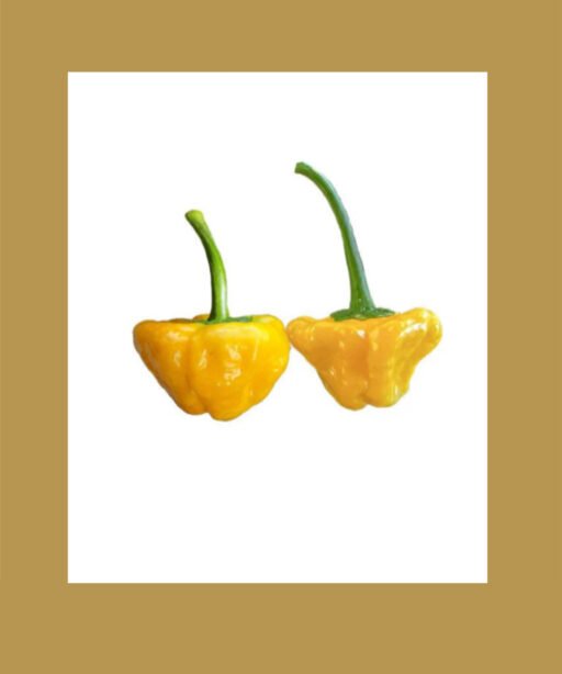 Jamaican Hot Yellow بذور فلفل حار 🌶️🌶️🌶️