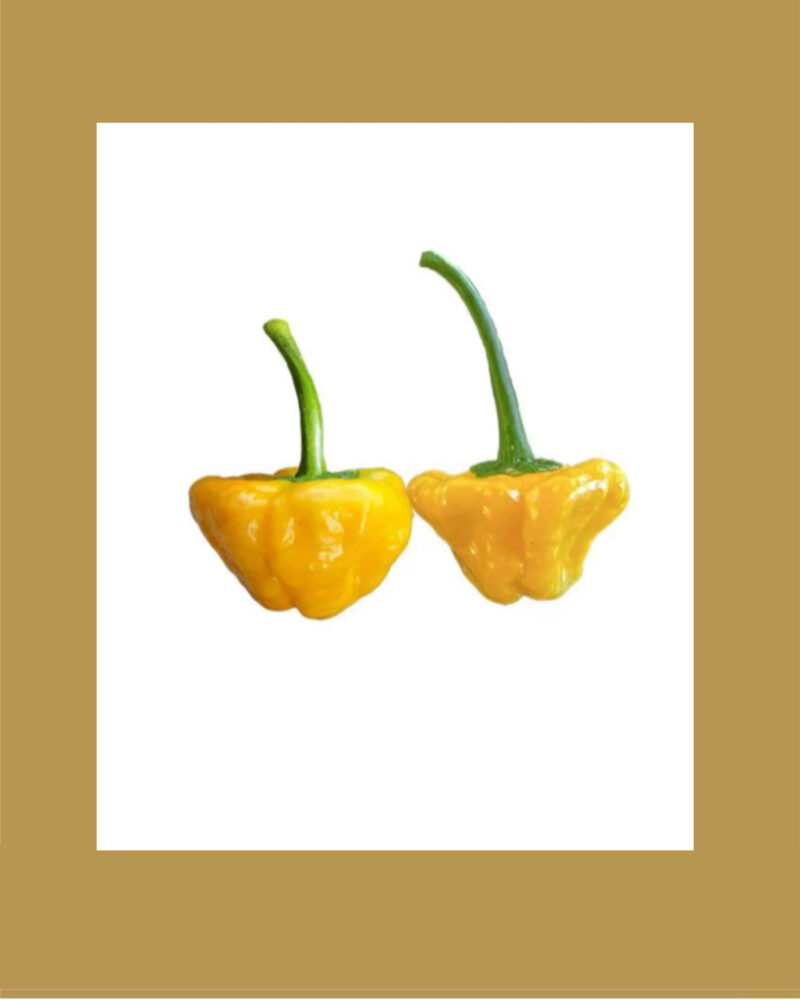 Jamaican Hot Yellow بذور فلفل حار 🌶️🌶️🌶️