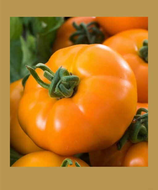 Chef’s Choice Orange F1 بذور طماط