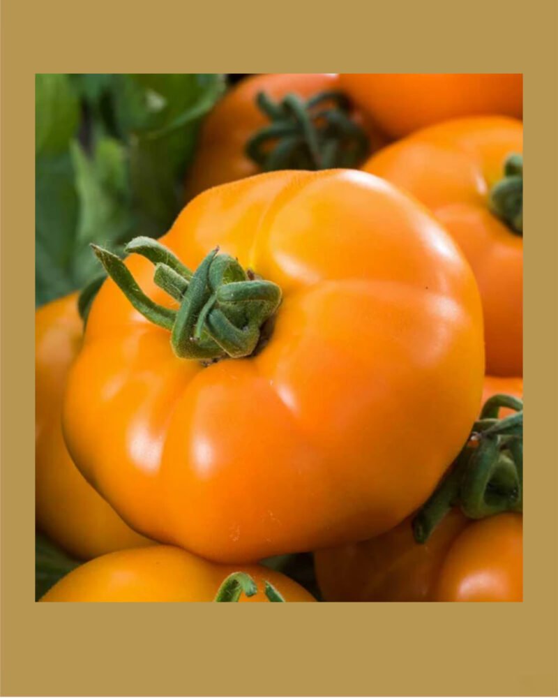 Chef’s Choice Orange F1 بذور طماط