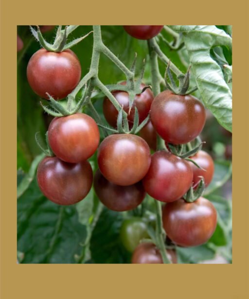 Chocolate Cherry بذور طماط