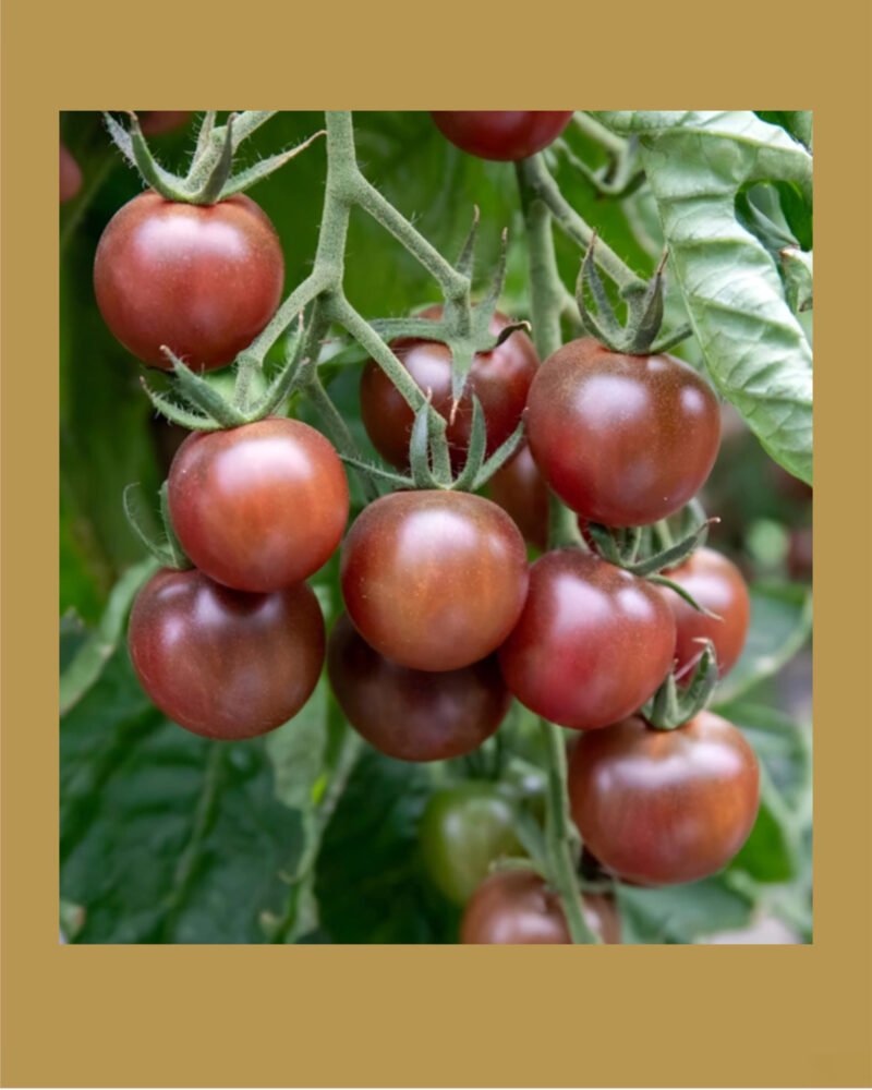 Chocolate Cherry بذور طماط