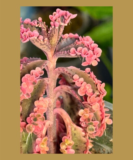 Kalanchoe Pink Butterflies (small)