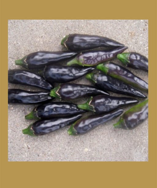 Black Fangs  بذور فلفل حار 🌶️🌶️🌶️