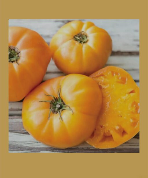 Goldie Heirloom بذور طماط