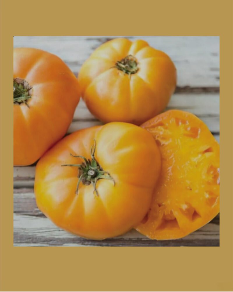 Goldie Heirloom بذور طماط