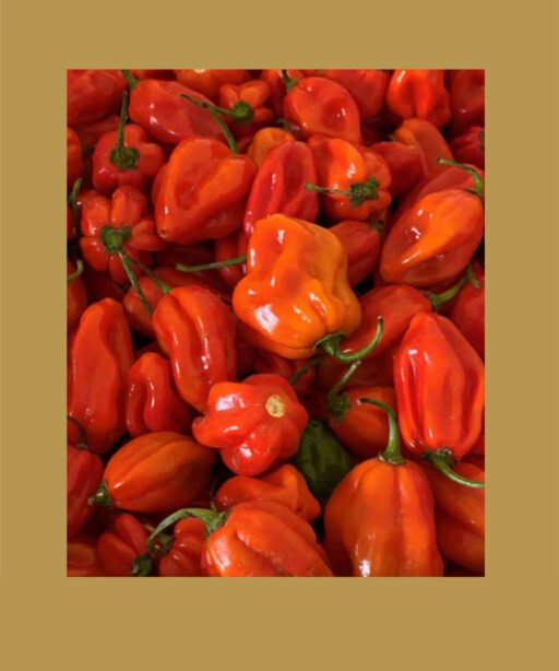 Habanero Red بذور فلفل حار 🌶️🌶️🌶️