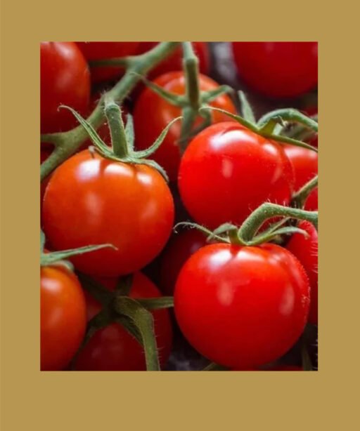 large red cherry بذور طماط