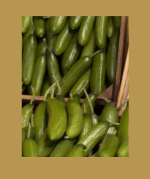 VILLAGE Cucumber بذور خيار