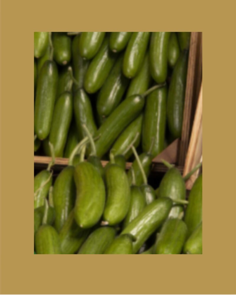 VILLAGE Cucumber بذور خيار