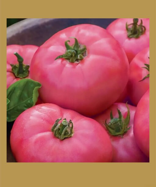 Pembe بذور طماط