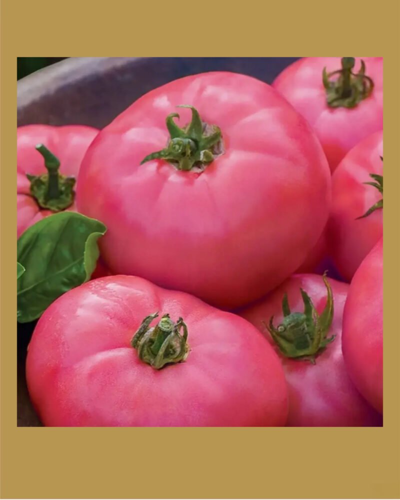 Pembe بذور طماط