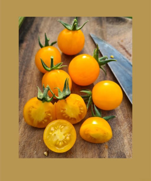 Organic Sunviva بذور طماط