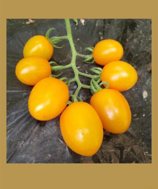 Golden Drop بذور طماط
