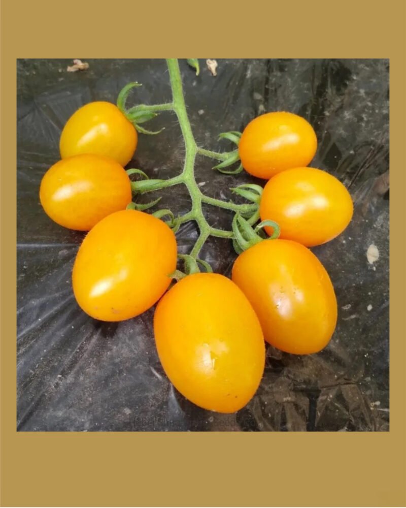 Golden Drop بذور طماط