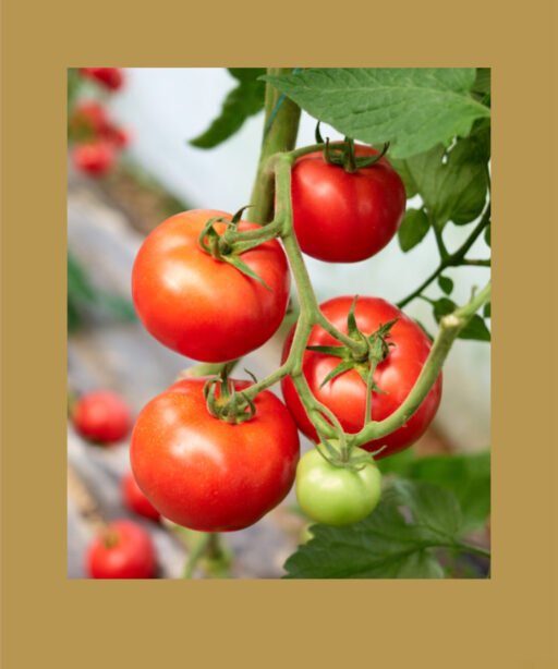 Marglobe Heirloom بذور طماط