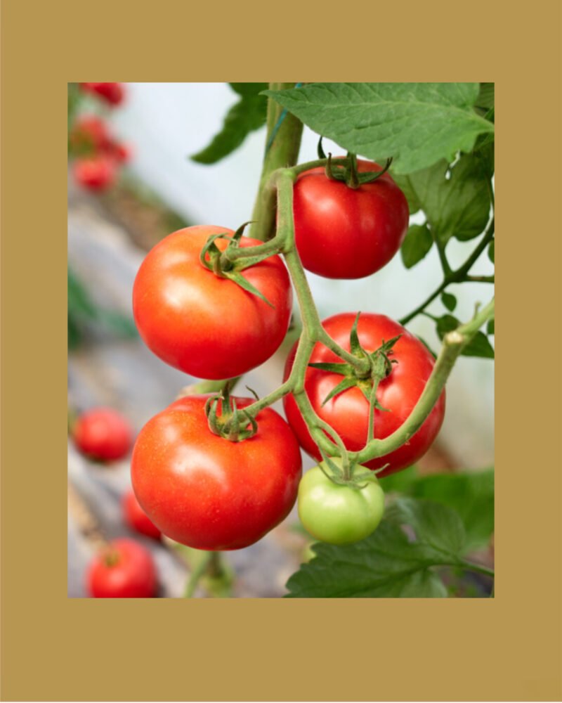 Marglobe Heirloom بذور طماط