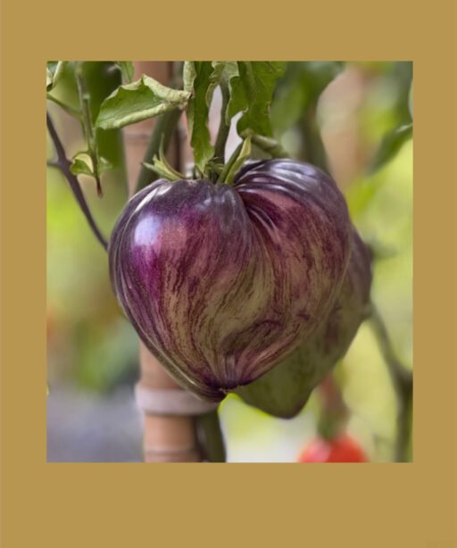 EMERALD BROCADE Tomato شتلة طماط