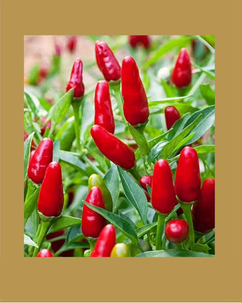 Thai hot بذور فلفل حار 🌶️🌶️🌶️