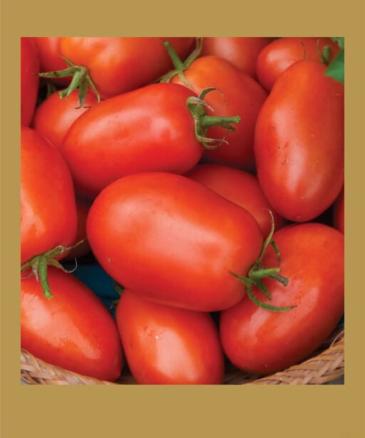 Roma VF بذور طماط