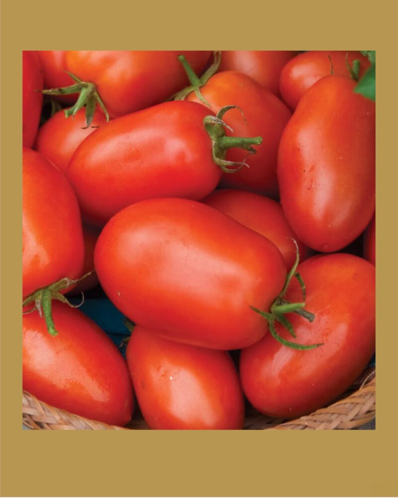 Roma VF بذور طماط