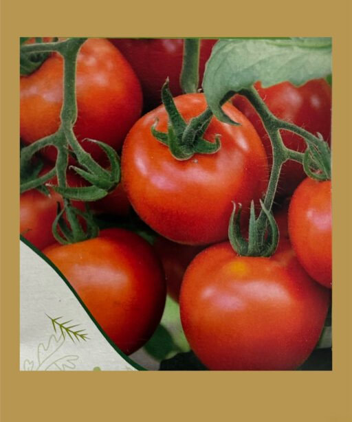 bunch of tomatoes بذور طماط