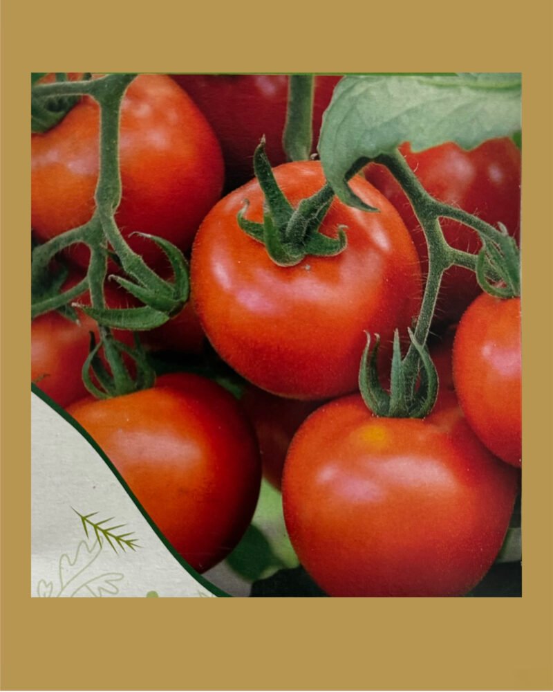 bunch of tomatoes بذور طماط