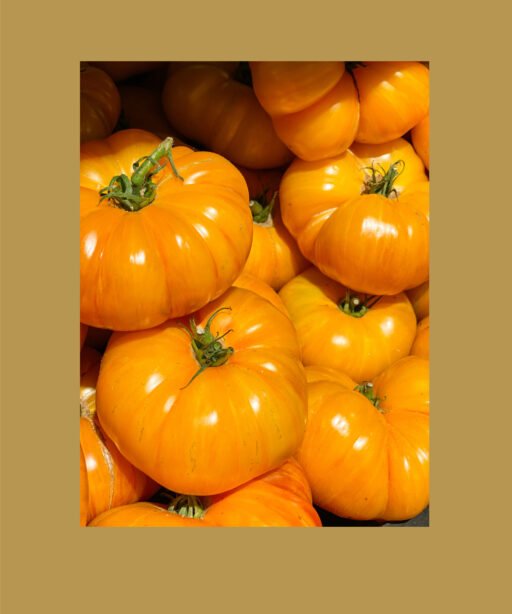 Brandywine yellow بذور طماط