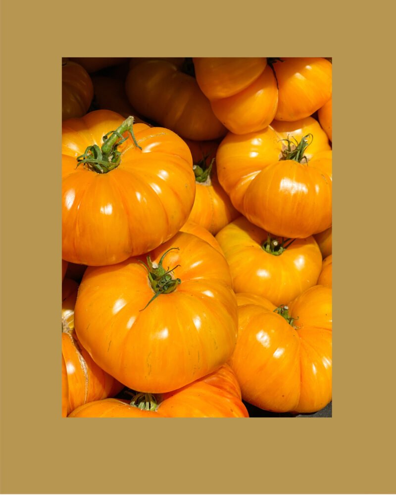 Brandywine yellow بذور طماط