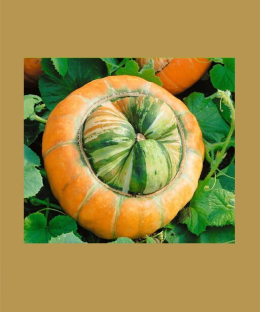 Cucurbita turbaniformis بذور قرع