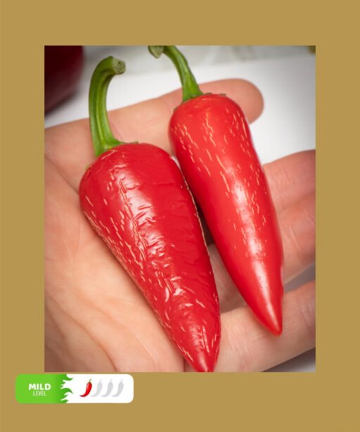 Jalapeno, Ruben شتلة فلفل