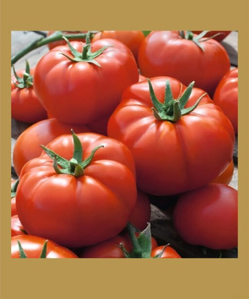 Country Taste F1 Hybrid بذور طماط